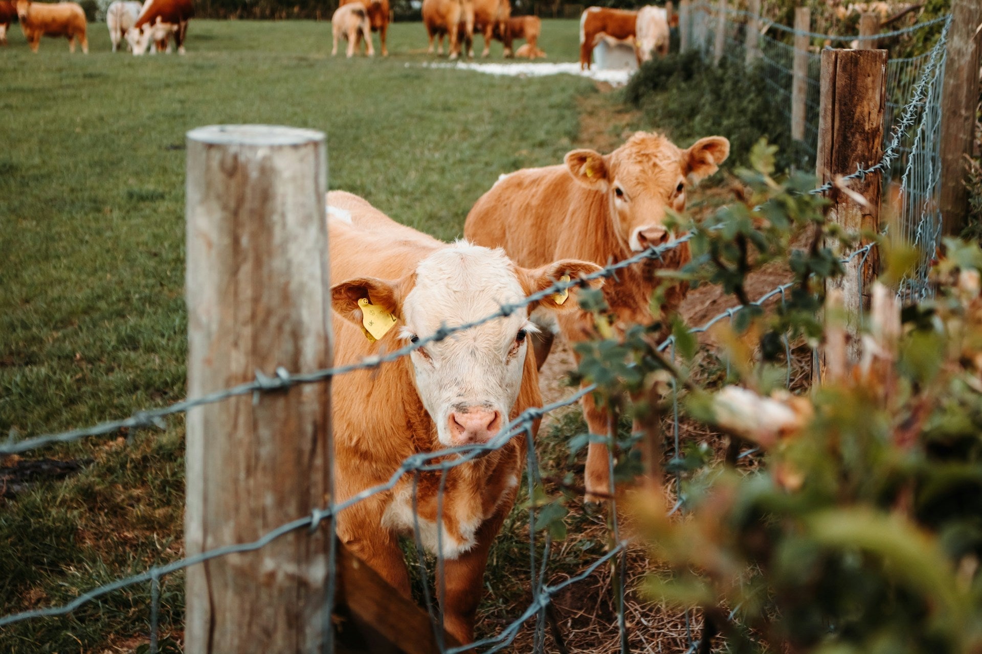 Why Grass-Fed Meat Tastes Better: A Look Into Maldon Butchery’s Sourcing Process