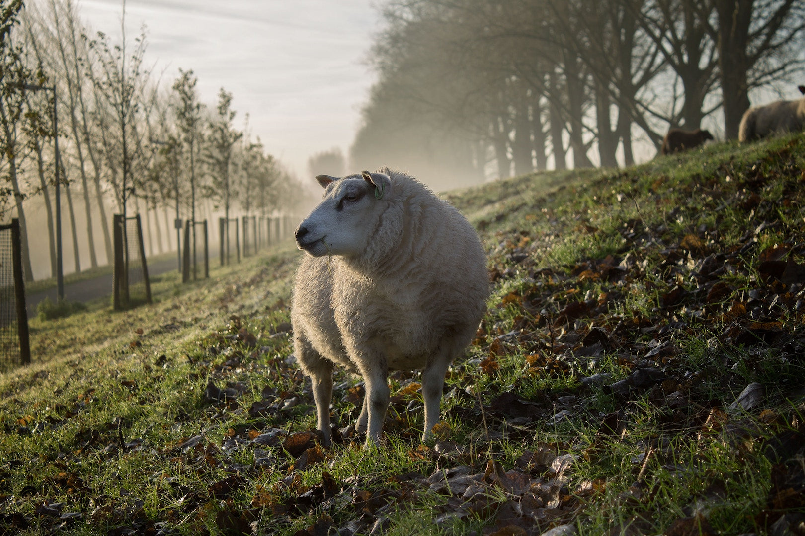 Sourcing the Finest Local Meat: How The Maldon Butchery Supports Sustainable Farming