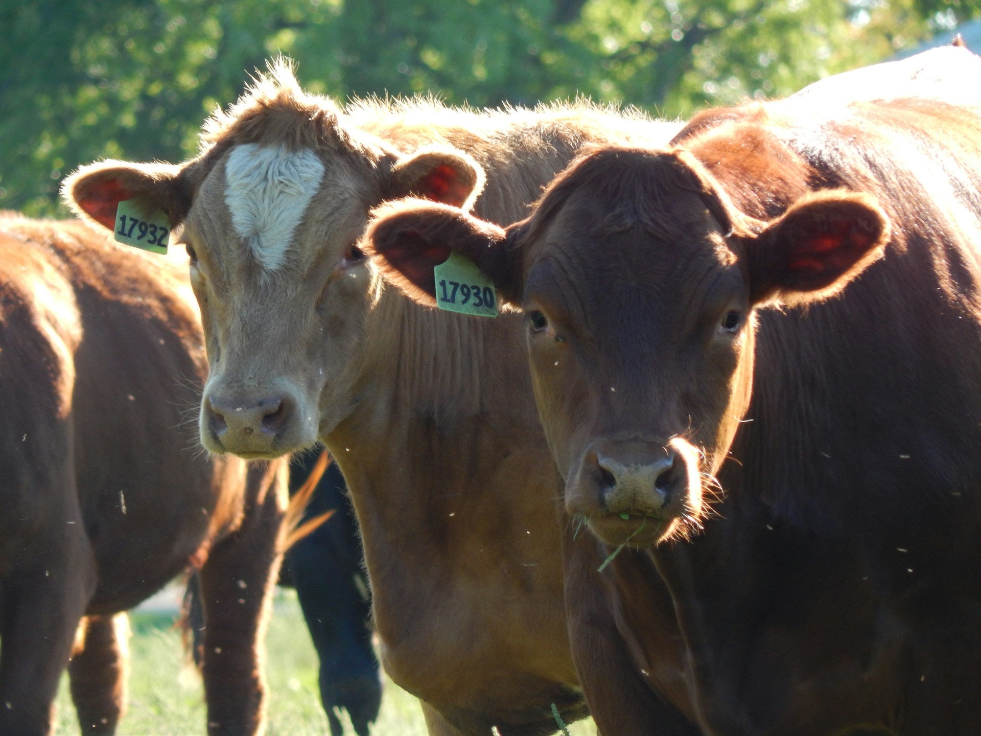 Beef