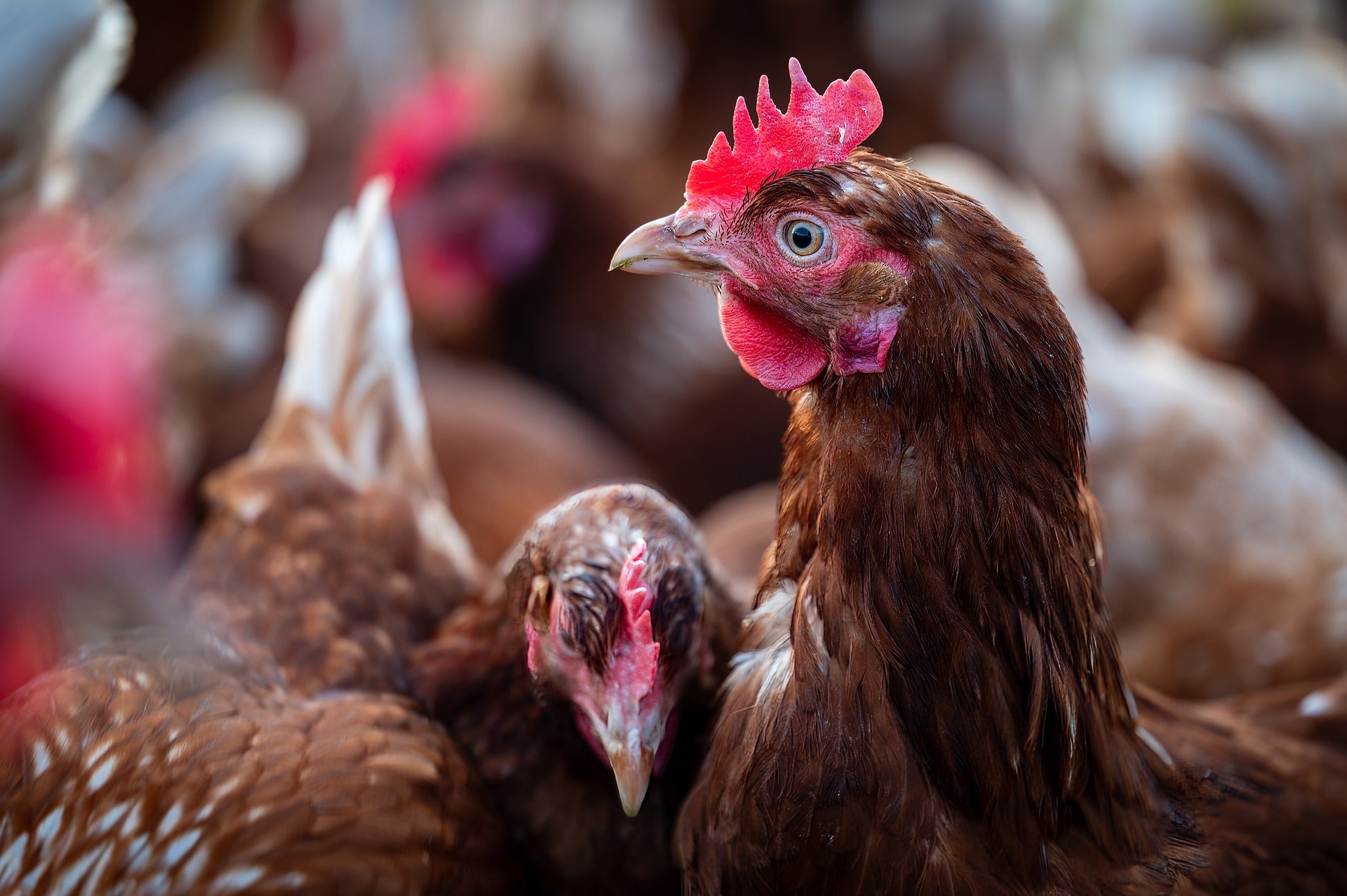 The Maldon Butchery - Poultry