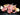 Lamb Cutlets (French Trimmed)